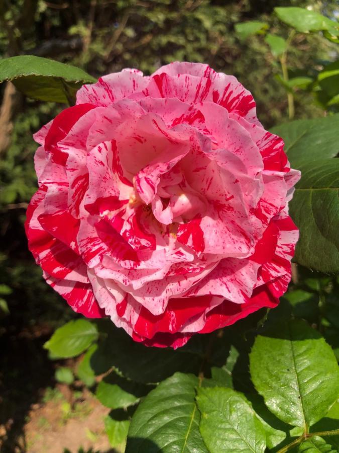 Le Chai De La Rose Spa Et Seances Bien Etre Дуе-ла-Фонтен Екстер'єр фото